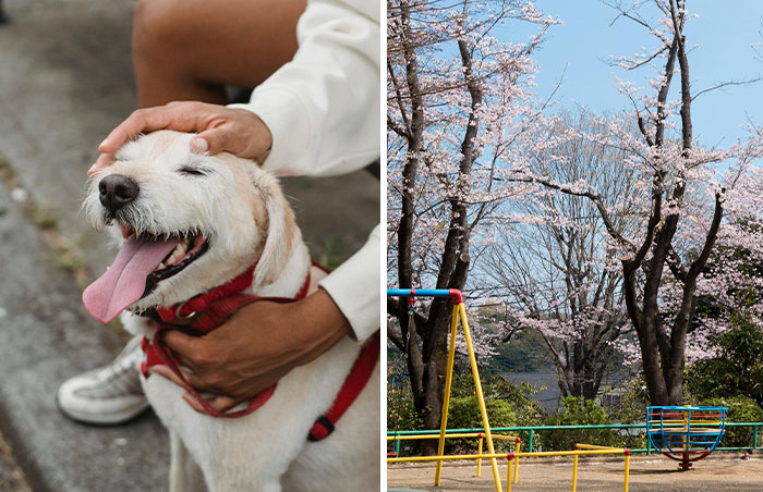 Pregnant Mom Forced To Take 2YO On 40-Minute Walk As Dog Owners Refused To Let Her Use Public Park