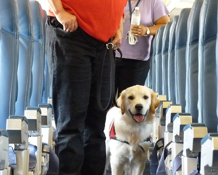 Parent Wants Service Dog Moved For "Baby Boy's" Window Seat, Gets A Reality Check