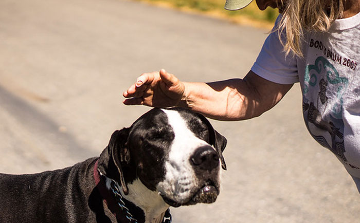 Parent Wants Service Dog Moved For "Baby Boy's" Window Seat, Gets A Reality Check Parent Wants Service Dog Moved For "Baby Boy's" Window Seat, Gets A Reality Check