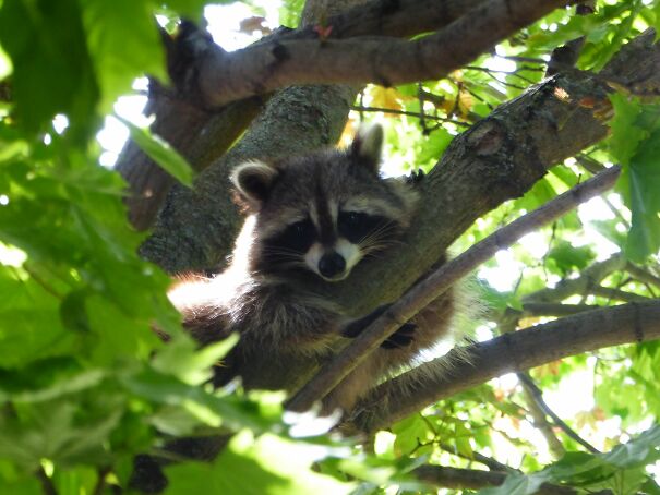 raccoon-664d2ab8221a8.jpg