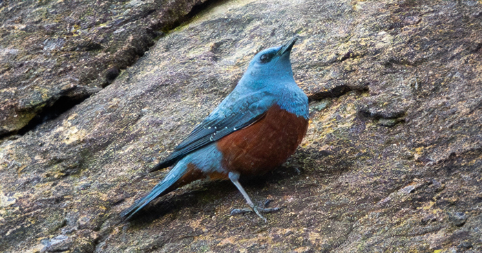 Michael Spotted This Extraordinarily Rare Blue Rock Thrush While Photographing Waterfalls