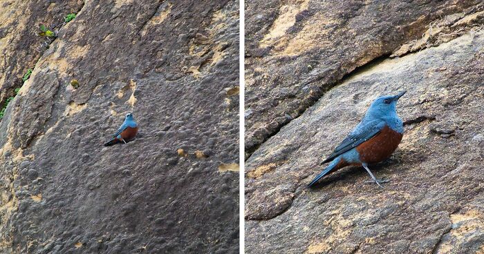 Just After A Month After Buying His 1st Camera, Michael Captures Ultra-Rare Blue Rock Thrush