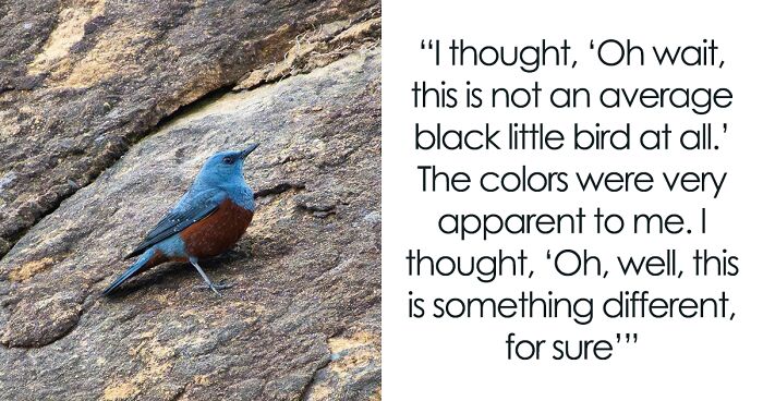 Just After A Month After Buying His 1st Camera, Michael Captures Ultra-Rare Blue Rock Thrush