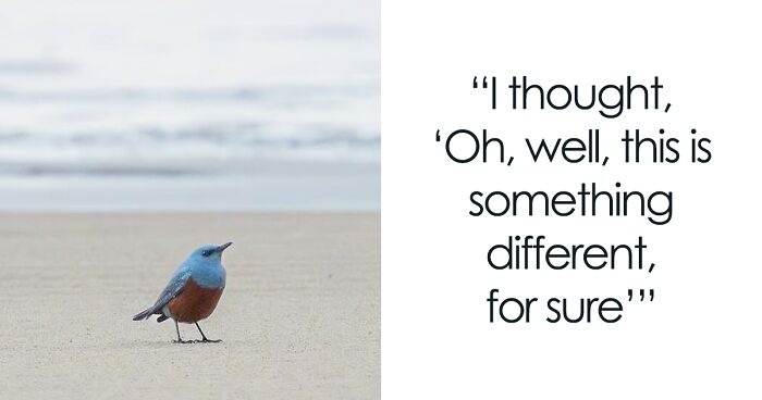 Just After A Month After Buying His 1st Camera, Michael Captures Ultra-Rare Blue Rock ThrushJust After A Month After Buying His 1st Camera, Michael Captures Ultra-Rare Blue Rock Thrush