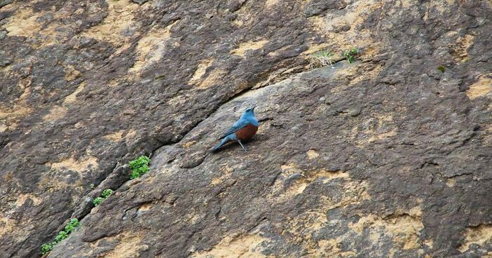 Michael Spotted This Extraordinarily Rare Blue Rock Thrush While Photographing Waterfalls
