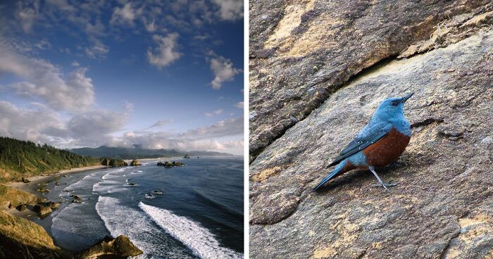 Man Captures Super Rare Blue Rock Thrush While Taking Pics Of Waterfalls