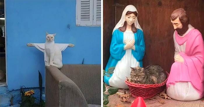 80 People And The Internet Got Quite Literally ‘Blessed’ By Cats
