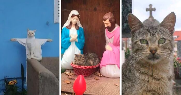 80 People And The Internet Got Quite Literally ‘Blessed’ By Cats