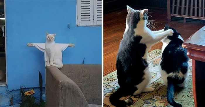 50 Hilariously Blessed Pics That Prove That Cats Are Godsent