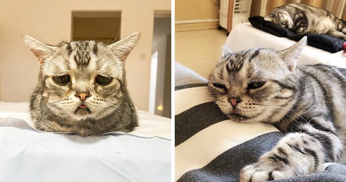 This Adorable, Yet Sad-Looking Cat Outlives Veterinary Predictions, Enjoying Senior Years