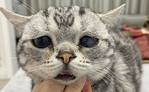 Against All Odds: The World's Saddest Cat Lives Well Past Predicted Age Despite Numerous Issues