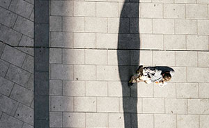 AAP Magazine Reveals Winning Photographs Capturing The Essence Of Shadows (25 Pics)