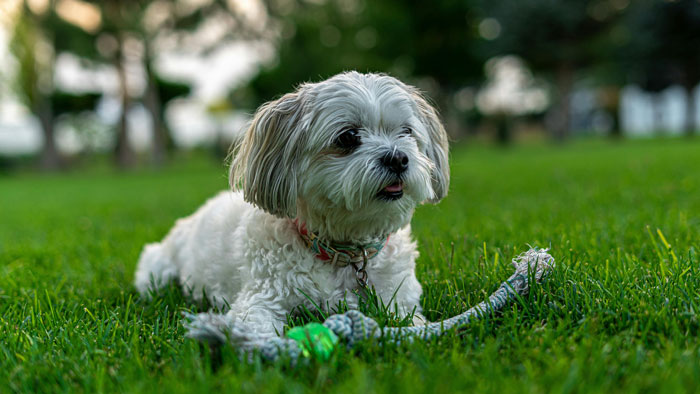 Small fluffy dog lying on grass with a rope toy, showcasing one of the world's tiniest dog breeds. Small fluffy dog lying on grass with a rope toy, showcasing one of the world's tiniest dog breeds.