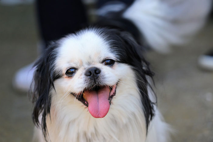 Smiling tiny dog with black and white fur, representing the world's tiniest dog breeds. Smiling tiny dog with black and white fur, representing the world's tiniest dog breeds.
