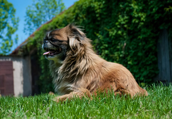 Small dog breed relaxing on green grass, showcasing one of the world's tiniest dogs. Small dog breed relaxing on green grass, showcasing one of the world's tiniest dogs.