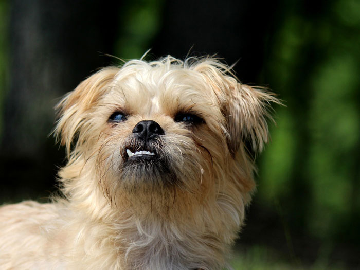 Close-up of one of the world's tiniest dog breeds with a scruffy coat, looking upwards. Close-up of one of the world's tiniest dog breeds with a scruffy coat, looking upwards.