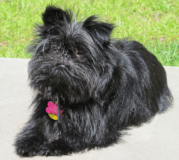 Black Affenpinscher lying on concrete, showcasing one of the world's tiniest dog breeds. Black Affenpinscher lying on concrete, showcasing one of the world's tiniest dog breeds.