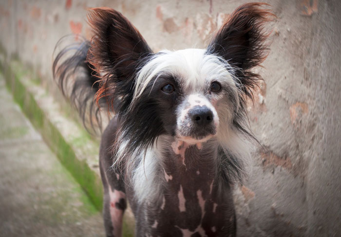 Small dog breed with fluffy ears standing against a wall, representing one of the world's tiniest dog breeds. Small dog breed with fluffy ears standing against a wall, representing one of the world's tiniest dog breeds.