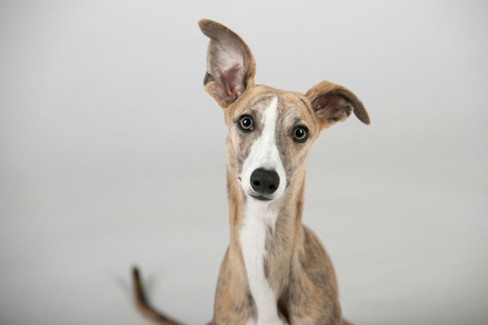Brindle Whippet dog with large ears in a studio setting, representing one of the world's tiniest dog breeds. Brindle Whippet dog with large ears in a studio setting, representing one of the world's tiniest dog breeds.