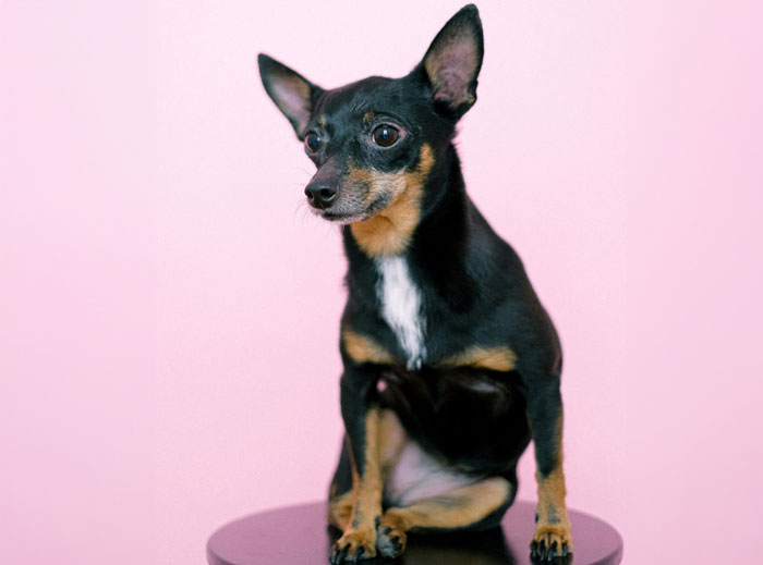A tiny black and tan dog sitting on a stool against a pink background, showcasing one of the world's tiniest dog breeds. A tiny black and tan dog sitting on a stool against a pink background, showcasing one of the world's tiniest dog breeds.
