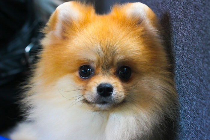 A fluffy Pomeranian sitting indoors, representing one of the world's tiniest dog breeds. A fluffy Pomeranian sitting indoors, representing one of the world's tiniest dog breeds.