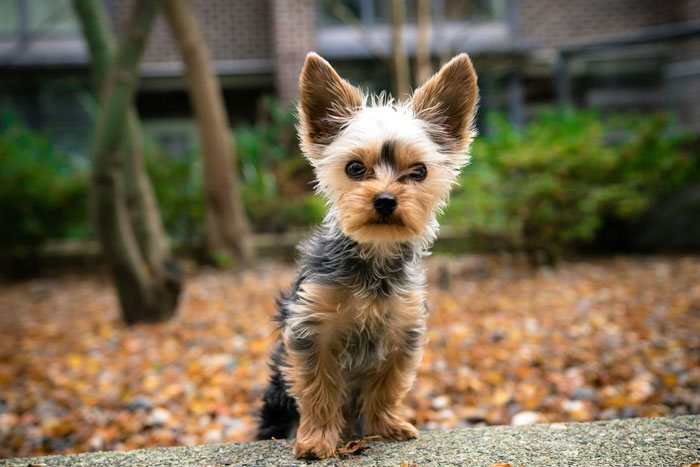 Tiny dog standing on a path, surrounded by autumn leaves. Tiny dog standing on a path, surrounded by autumn leaves.