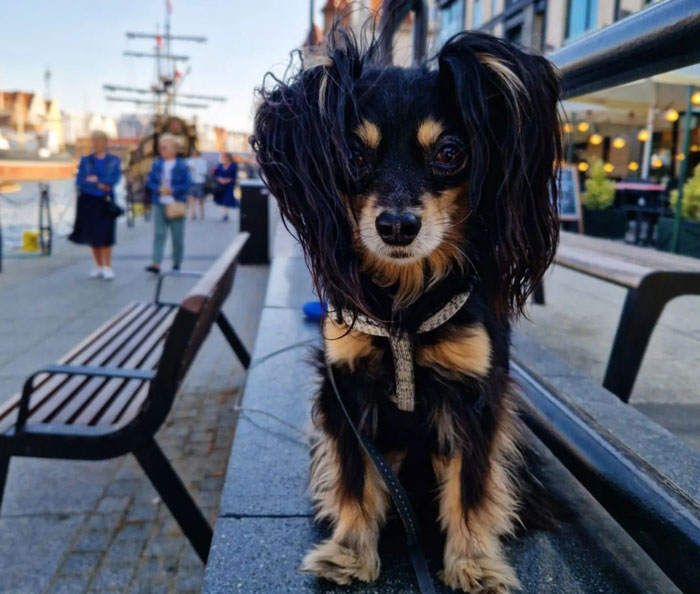 Small dog with long fur sitting on a bench in an urban setting, showcasing one of the tiniest dog breeds. Small dog with long fur sitting on a bench in an urban setting, showcasing one of the tiniest dog breeds.