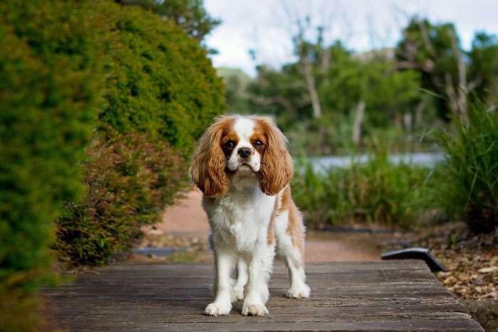 Small dog breed standing on a wooden path with greenery in the background. Small dog breed standing on a wooden path with greenery in the background.