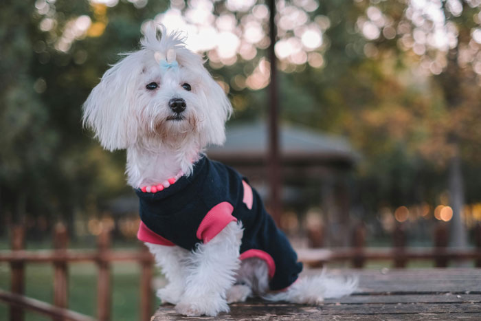 Small dog in a park, wearing a black and pink outfit, representing tiniest dog breeds. Small dog in a park, wearing a black and pink outfit, representing tiniest dog breeds.