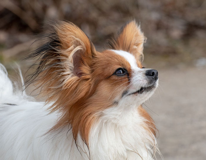 Papillon, one of the world's tiniest dog breeds, with large ears and fluffy coat. Papillon, one of the world's tiniest dog breeds, with large ears and fluffy coat.