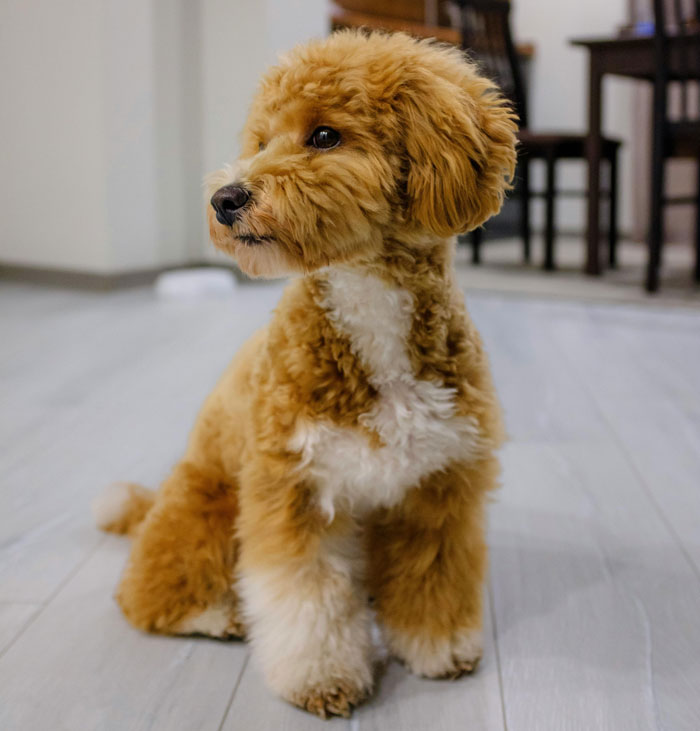 A fluffy, small dog with curly fur sits attentively indoors, showcasing one of the world's tiniest dog breeds. A fluffy, small dog with curly fur sits attentively indoors, showcasing one of the world's tiniest dog breeds.