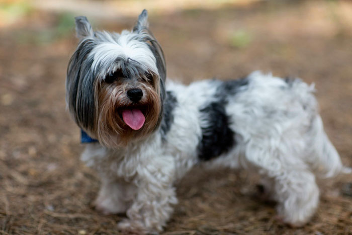 A tiny dog with a long coat stands outdoors, representing the world's tiniest dog breeds. A tiny dog with a long coat stands outdoors, representing the world's tiniest dog breeds.