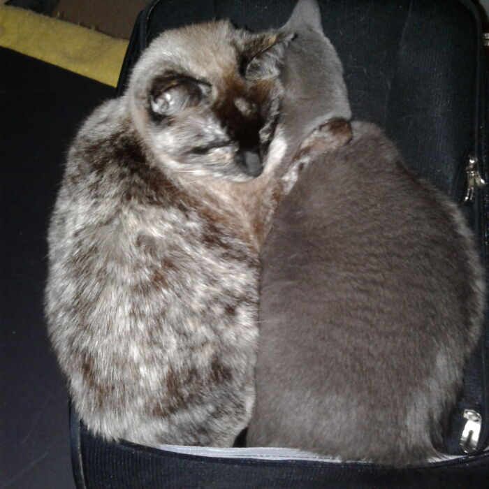 Aida (Quasi-Siamese) And Helena (Gray) On My Suitcase