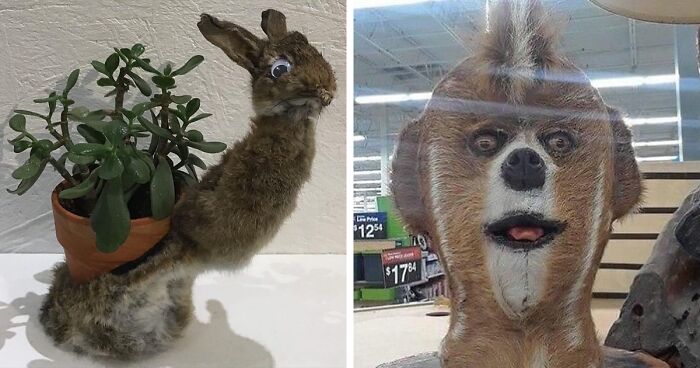 30 Taxidermy Fails From This IG Page That Are So Bad They’re Good