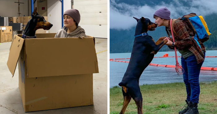 “He’s Scent-Trained To Alert”: 3-Year-Old Dobermann Tobias Improves Chronically Ill Owner’s Life