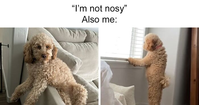 20 Hilarious Pets Caught Being Nosy By These Creators In The Latest TikTok Trend