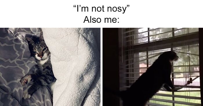 TikTok’s Latest Trend Exposes Nosy Pet Behavior In Hilarious Side-By-Side Comparisons (20 Pics)