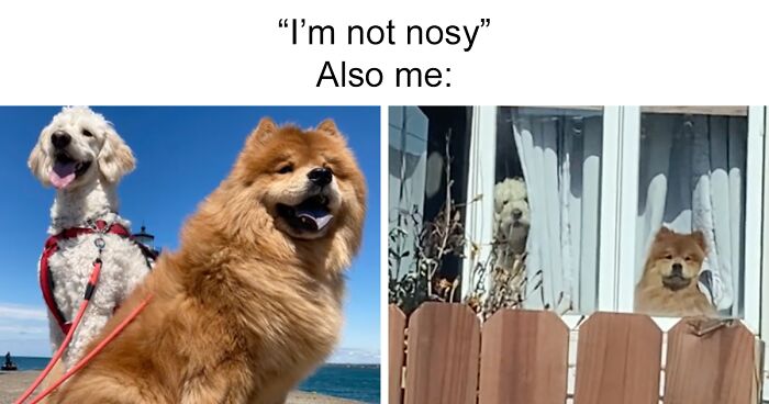 20 Hilarious Pets Caught Being Nosy By These Creators In The Latest TikTok Trend
