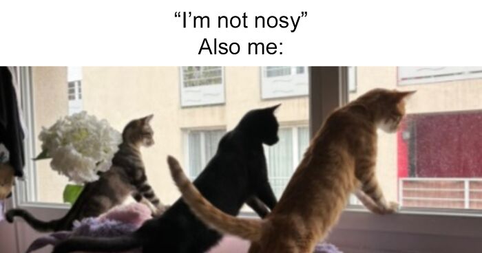 20 Hilarious Pets Caught Being Nosy By These Creators In The Latest TikTok Trend