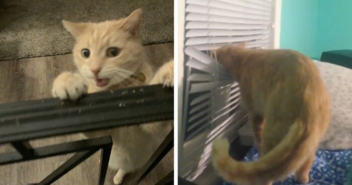 TikTok’s Latest Trend Exposes Nosy Pet Behavior In Hilarious Side-By-Side Comparisons (20 Pics)