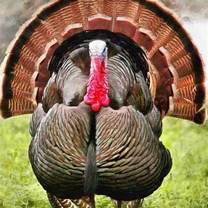 tueminhnguyenhuu2012 avatar