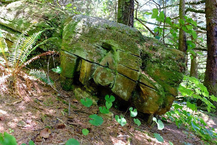 Stumbled Upon A Fallen Totem In The Forest In British Columbia, Canada