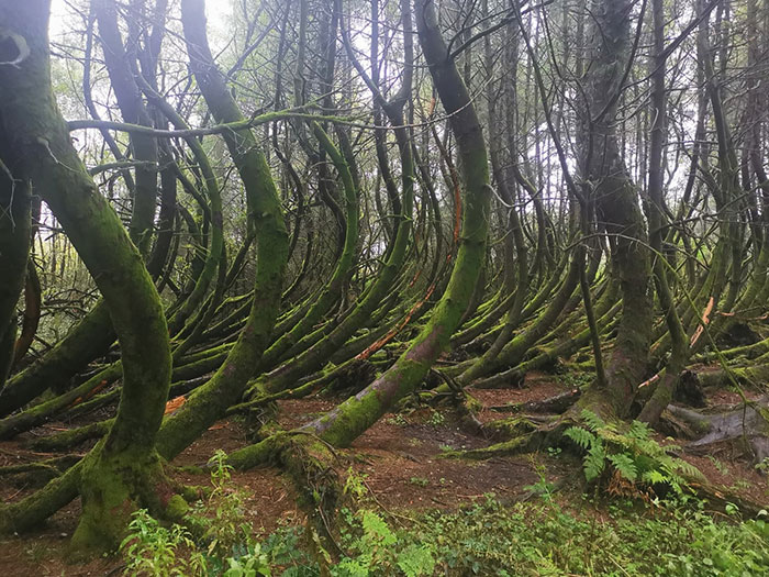 These Bendy Trees I Saw On My Walk This Afternoon