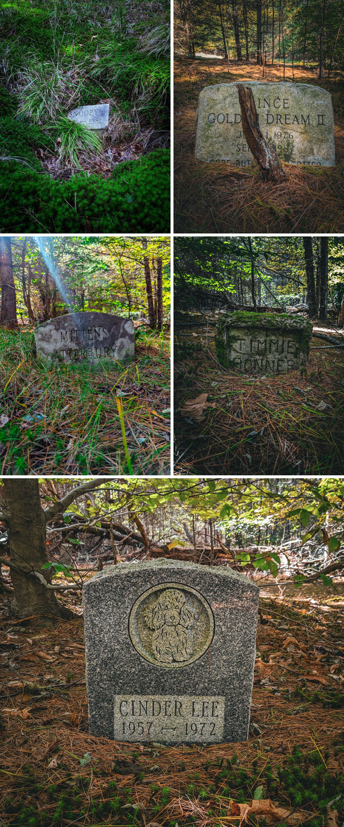 Abandoned Pet Cemetery In The Woods Of Freetown, Massachusetts