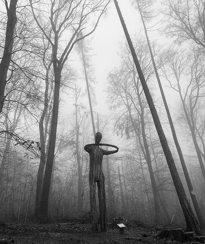 Art Installation In My Local Forest While It’s Foggy Outside