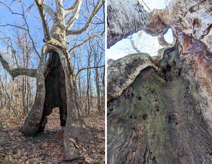 Saw This Tree Today While Hunting. Thought You Might Like It. Looked Magical To Me
