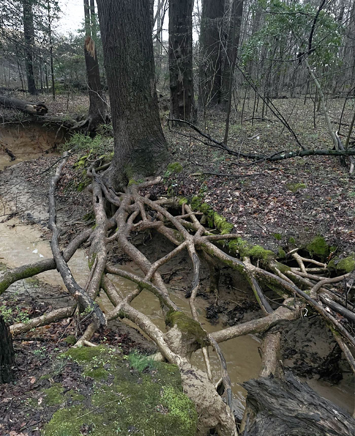 Tree Roots Are Growing Over A Stream