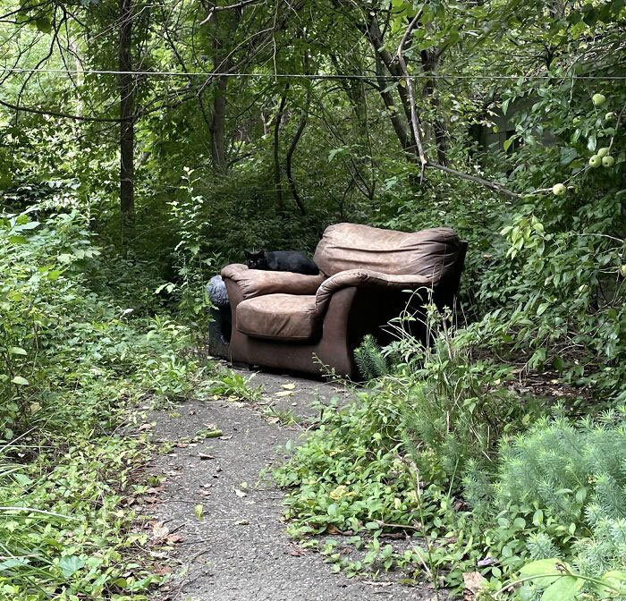 Black Cat On A Leather Chair In The Woods