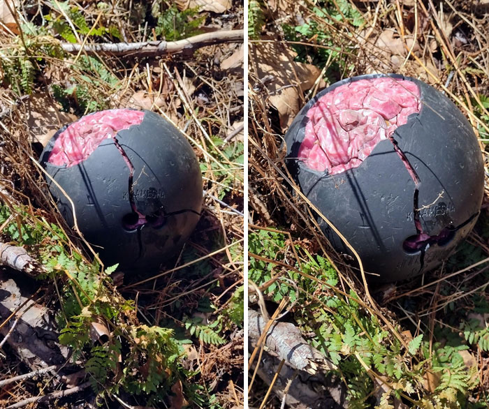 A Bowling Ball With Its Brain Exposed I Found In The Woods