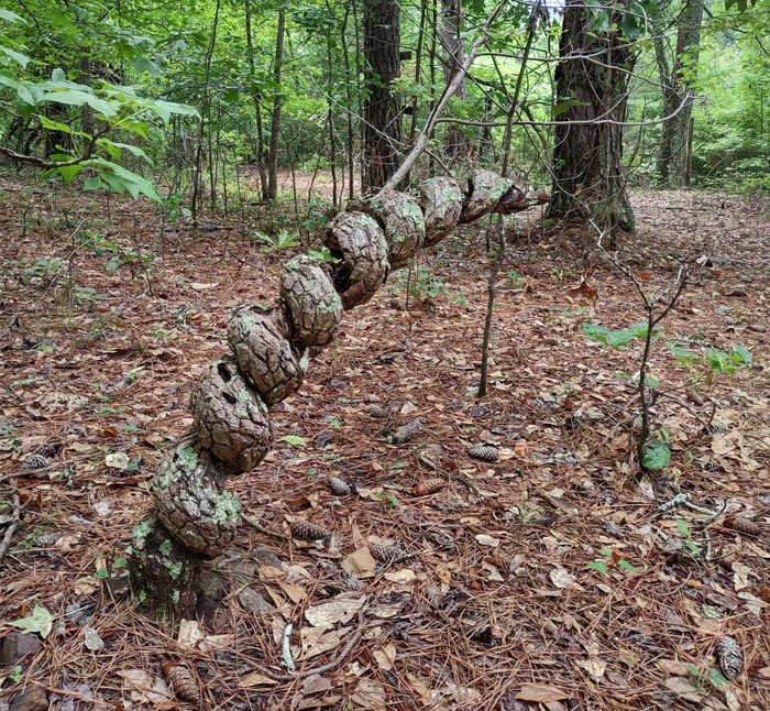 Does Anyone Know The Cause Of A Tree Growing In A Spiral Like This? I've Never Seen Anything Like It. Found In The Woods Of Georgia